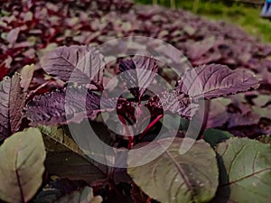 Amaranthus, collectively known as amaranth, is a cosmopolitan genus of annual or short-lived perennial plant