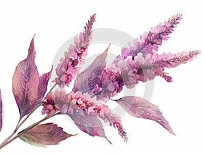 Amaranthus colorful flower watercolor isolated on white background