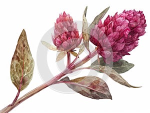 Amaranthus colorful flower watercolor isolated on white background