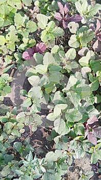 Amaranthus cosmopolitan chaulai