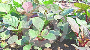 Amaranthus cosmopolitan leaves