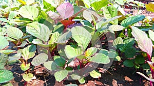 Amaranthus cosmopolitan leaves veg