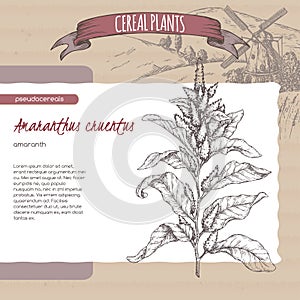 Amaranthus cruentus aka amaranth sketch. Cereal plants collection. photo