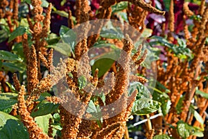 Amaranthus cruentus bronze / brown color flowers photo