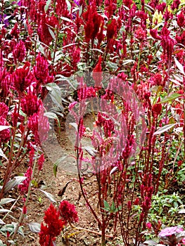 Amaranthus cruentus growing in Rose Garden in Munnar, Kerala, India