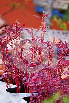 Amaranthus dubius known as the red spinach, Chinese spinach, spleen amaranth It belongs to the economically important family