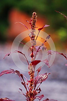 Amaranthus dubius known as red spinach, Chinese spinach, spleen amaranth It belongs to the economically important family