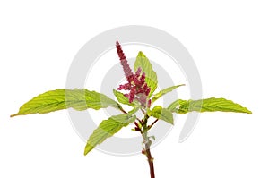 Amaranthus flower and foliage