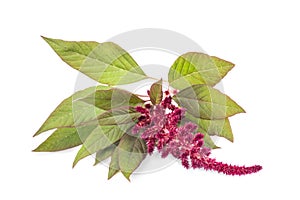 Amaranthus flower