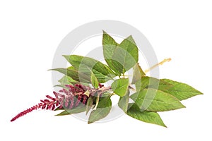 Amaranthus flower