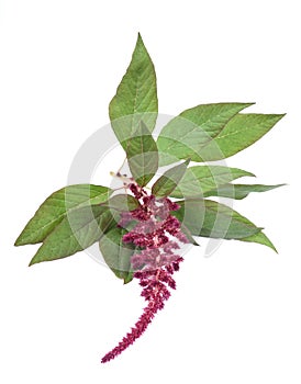 Amaranthus flower