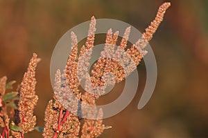 Amaranthus hybridus bush