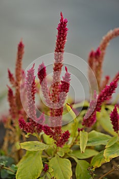 Amaranthus hybridus flowers