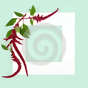 Amaranthus Plant and Red Flower Background Border