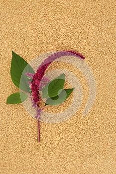 Amaranthus Plant and Seed Background