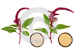 Amaranthus Plants Seed and Puffed Grain