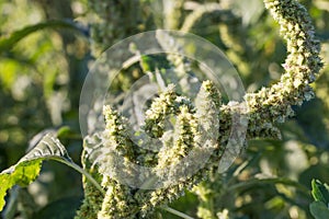 Amaranthus, red-root  pigweed amaranth, and common tumbleweed flower closeup selective focus