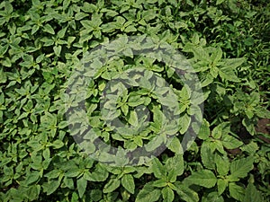 Amaranthus retroflexus