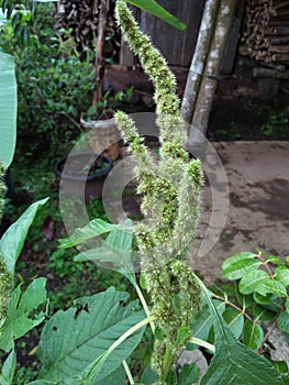 Amaranthus retroflexus adalah spesies tanaman berbunga dalam keluarga Amaranthaceae photo