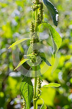 Amaranthus retroflexus, true to one of its common names, forms a tumbleweed. It may be native to the Neotropics or Central and