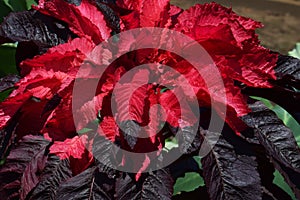 Amaranthus tricolorï¼ˆJoseph`s coatï¼‰