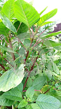 Amaranthus viridis chaulai saag