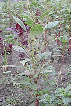 Amaranthus viridis on farm for sell