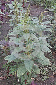 Amaranthus viridis on farm for sell