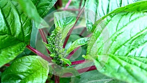 Amaranthus viridis slender green amaranth snap