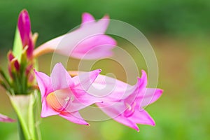 Amarcrinum `Dorothy Hannibal`