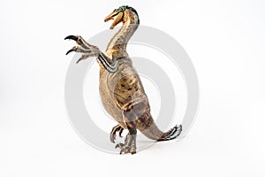 Amargasaurus ,dinosaur on white background