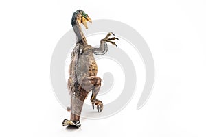Amargasaurus ,dinosaur on white background