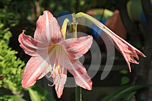 Amarilis belladona flower plant photo