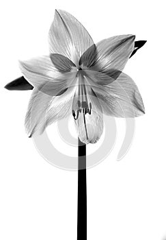 Amarilis flower photo