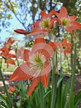 Amarilis flowers garden photo