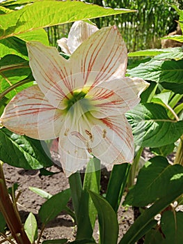 Amarilis. White.  Red . photo