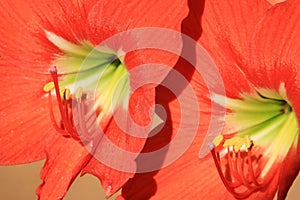 Amarilla - Colorful Flower Background - Red for Romance photo