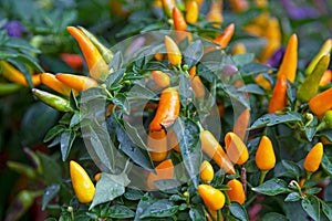 Amarillo chili peppers
