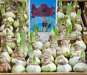 Amarylis bulbs