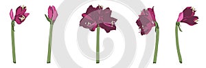Decorative clivia amaryllis liles pink violet branch flowers set, design elements. photo