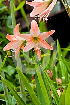 Amaryllidaceae