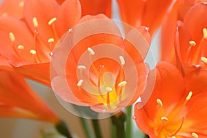 Amaryllidaceae, clivia flower macro.