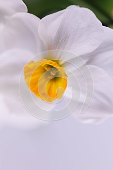 Amaryllidaceae flower in closeup macro