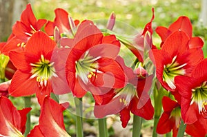 Amaryllidaceae. photo