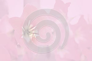 Amaryllidaceae Lily soft color and blur style.