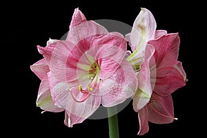 Amaryllis 07