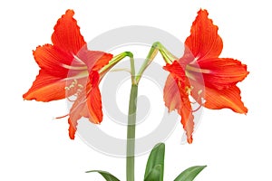 Amaryllis. 2 red flowers with clipping path isolated on white ba