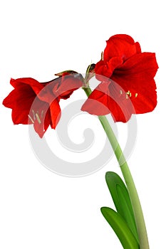 Amaryllis