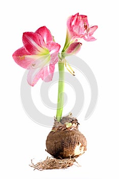 Amaryllis