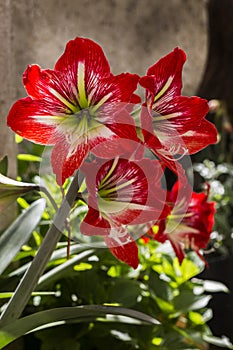 Amaryllis (Amaryllidaceae) flower